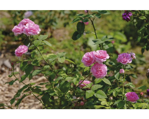 Buskros med fyllda rosa blommor och gröna blad.