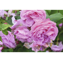 Närbild av en blommande ros med fyllda rosavioletta blommor och gröna blad.