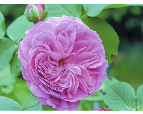 Närbild av en fylld rosa ros med gröna blad och en knopp.