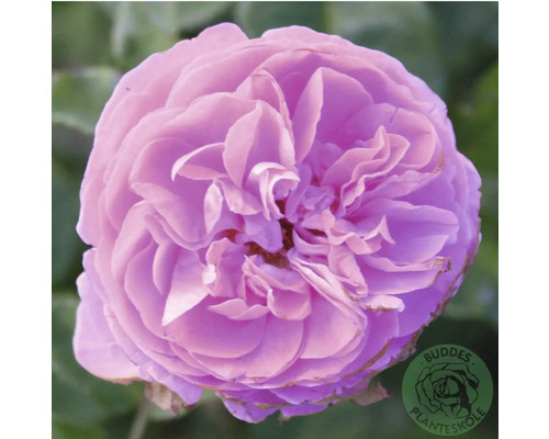 Ros OMNIA GARDEN Rosa 'Louise Odier' (Bourbon-Gruppen) 5-pack Fullt utslagen lila ros med täta kronblad. Buddes Planteskole Logo.