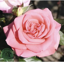 Rosa ros i full blom med gröna blad och en knopp.