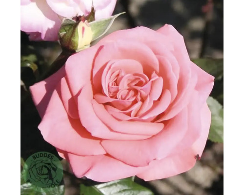Rosa ros i full blom med gröna blad och en knopp.