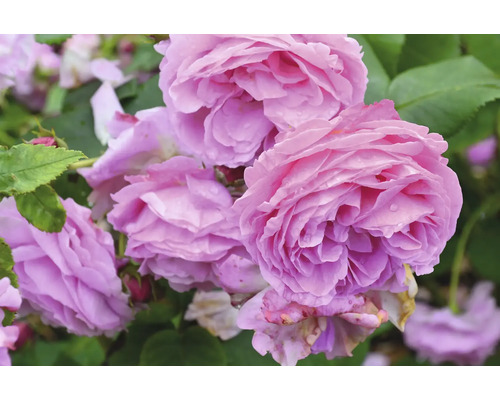 Närbild av en blommande ros med fyllda rosavioletta blommor och gröna blad.