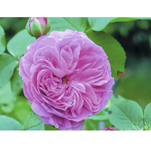 Närbild av en fylld rosa ros med gröna blad och en knopp.