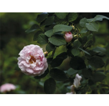 Ros med ljusrosa fylld blomma och gröna blad.