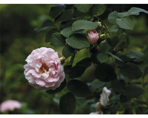 Ros med ljusrosa fylld blomma och gröna blad.