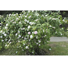 Buskros med många vitrosa fyllda blommor och gröna blad i trädgården.