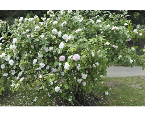 Buskros med många vitrosa fyllda blommor och gröna blad i trädgården.