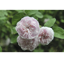 Ljusrosa rosor med tätt packade kronblad och gröna blad.