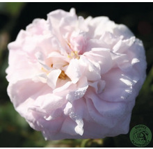 Närbild på en fylld ljusrosa ros med daggdroppar på kronbladen. Buddes Planteskole Logo.