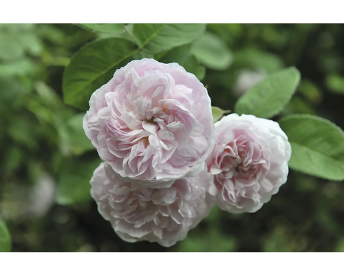 Ljusrosa rosor med tätt packade kronblad och gröna blad.