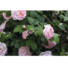 Ljusrosa buskrosor med gröna blad och knoppar i en trädgård.