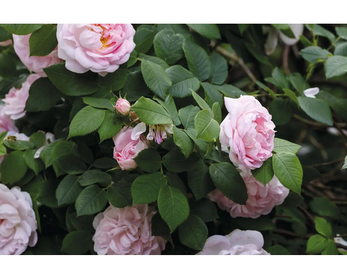 Ljusrosa buskrosor med gröna blad och knoppar i en trädgård.