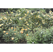 Blommande gula och orangea rosbuskar i en välskött trädgård med gröna blad och formklippta buskar i bakgrunden.