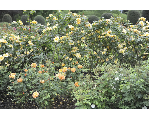 Blommande gula och orangea rosbuskar i en välskött trädgård med gröna blad och formklippta buskar i bakgrunden.