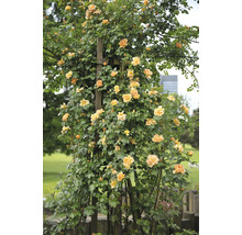 Ljusblommande klätterros med gula blommor och tätt grönt bladverk på ett trästöd i en trädgård.