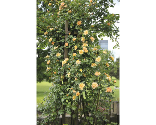 Ljusblommande klätterros med gula blommor och tätt grönt bladverk på ett trästöd i en trädgård.
