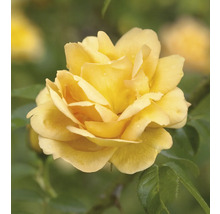 Blommande gul ros med gröna blad och vattendroppar.