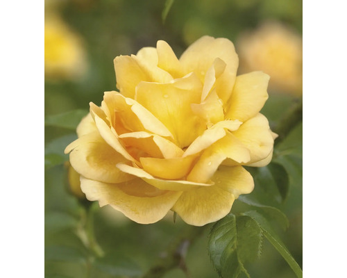 Blommande gul ros med gröna blad och vattendroppar.