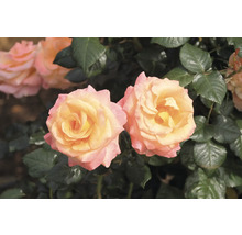 Närbild på blommande rosor med gul mitt och rosa kanter bland mörkgröna blad.