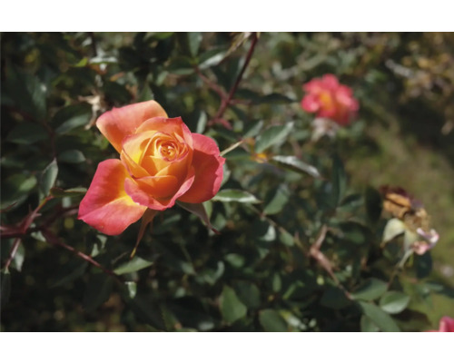 Blommande ros med flerfärgade kronblad på en rosenbuske med gröna blad.