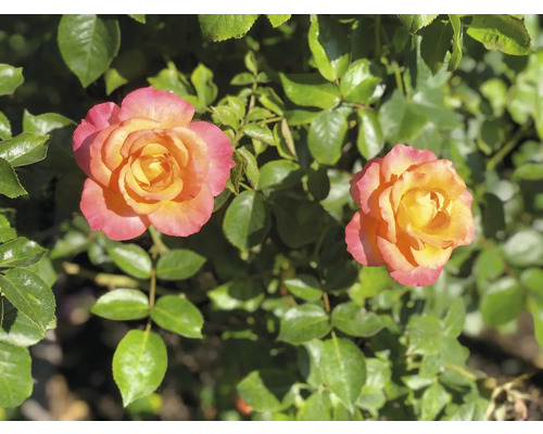 Två blommande rosor med gulrosa kronblad och gröna blad.