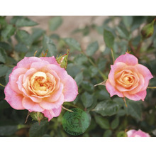 Rosbuske med två blommande rosor i rosa och gult bland gröna blad och Biddes Planteskole Logo.