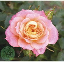 Blommande ros med gul mitt och rosa kronblad med vattendroppar. Buddes Planteskole Logo.