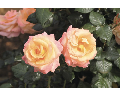 Närbild på blommande rosor med gul mitt och rosa kanter bland mörkgröna blad.