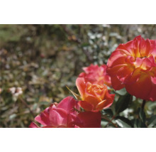 Närbild på rosor i en trädgård med orange och rosa kronblad och gröna blad.