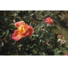 Blommande ros med flerfärgade kronblad på en rosenbuske med gröna blad.