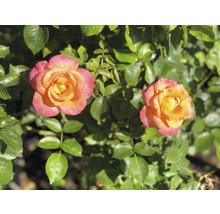 Två blommande rosor med gulrosa kronblad och gröna blad.