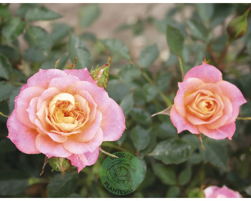 Rosbuske med två blommande rosor i rosa och gult bland gröna blad och Biddes Planteskole Logo.