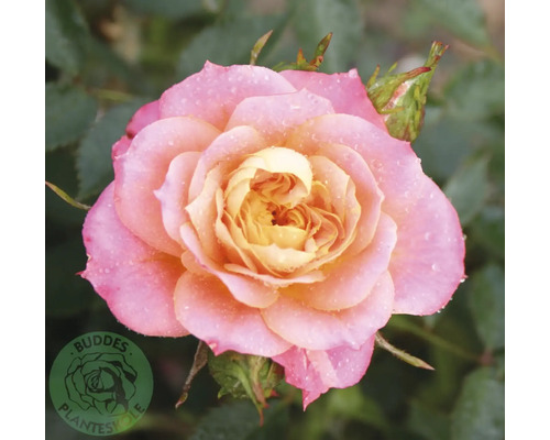 Ros OMNIA GARDEN Rosa Mandarin 'Korcelin' (Miniatyrros-Gruppen) 5-pack Blommande ros med gul mitt och rosa kronblad med vattendroppar. Buddes Planteskole Logo.