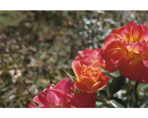 Närbild på rosor i en trädgård med orange och rosa kronblad och gröna blad.