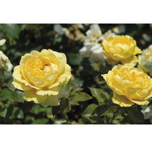 Gula blommande rosor i en trädgård.