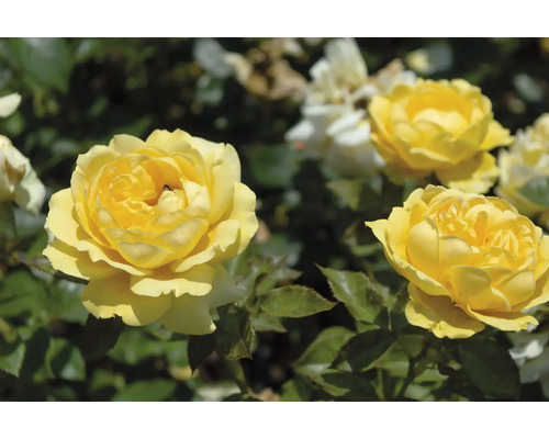Gula blommande rosor i en trädgård.
