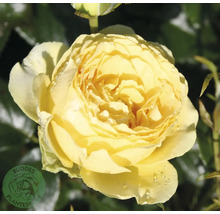 Närbild av en blommande gul ros med vattendroppar på kronbladen. Buddes Planteskole Logo.