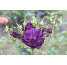 Lila ros med flera blomknoppar och gröna blad i en trädgård.