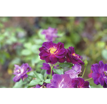 Lila rosor med gul mitt som blommar i en trädgård.