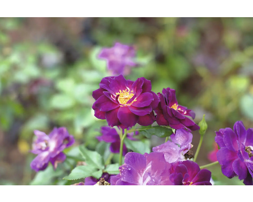 Lila rosor med gul mitt som blommar i en trädgård.