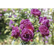Lila trädgårdsrosor med flera utslagna blommor och knoppar på gröna stjälkar.
