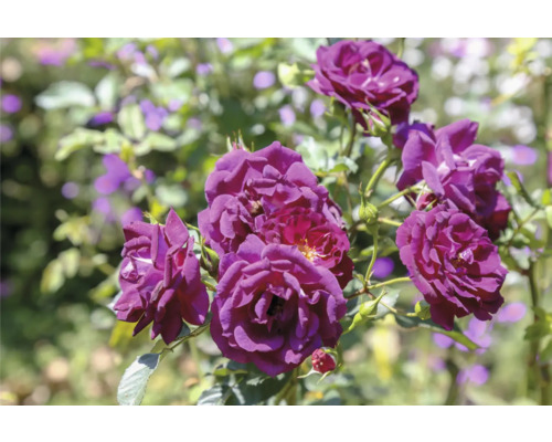 Lila trädgårdsrosor med flera utslagna blommor och knoppar på gröna stjälkar.
