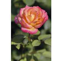 Närbild av en ros med gula kronblad och rosa kanter.