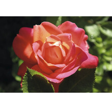 Närbild av en blommande ros med ljusröda och orangea kronblad samt gröna blad.