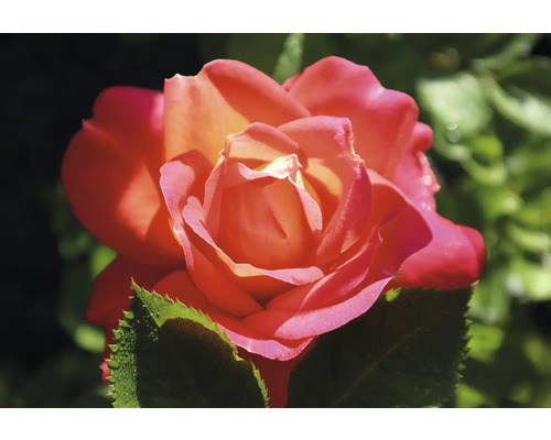 Närbild av en blommande ros med ljusröda och orangea kronblad samt gröna blad.