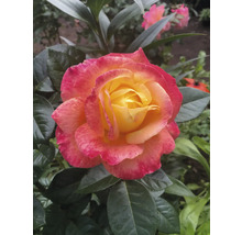Ros med gul mitt och rosa kanter, omgiven av gröna blad i en trädgård.