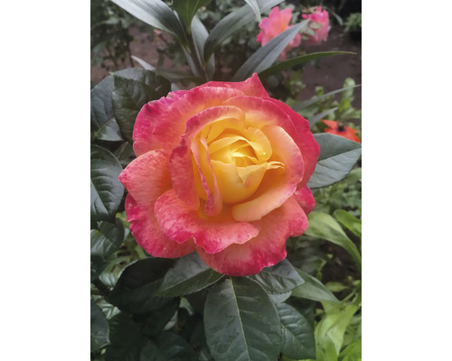 Ros med gul mitt och rosa kanter, omgiven av gröna blad i en trädgård.