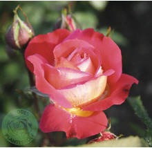 Närbild av en ädelros i rosa och gult med vattendroppar. Buddes Planteskole Logo.