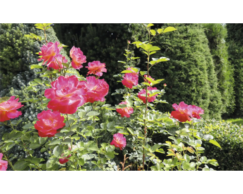 Blommande rosenbuskar i en ljus trädgård framför en fond av täta barrträd.